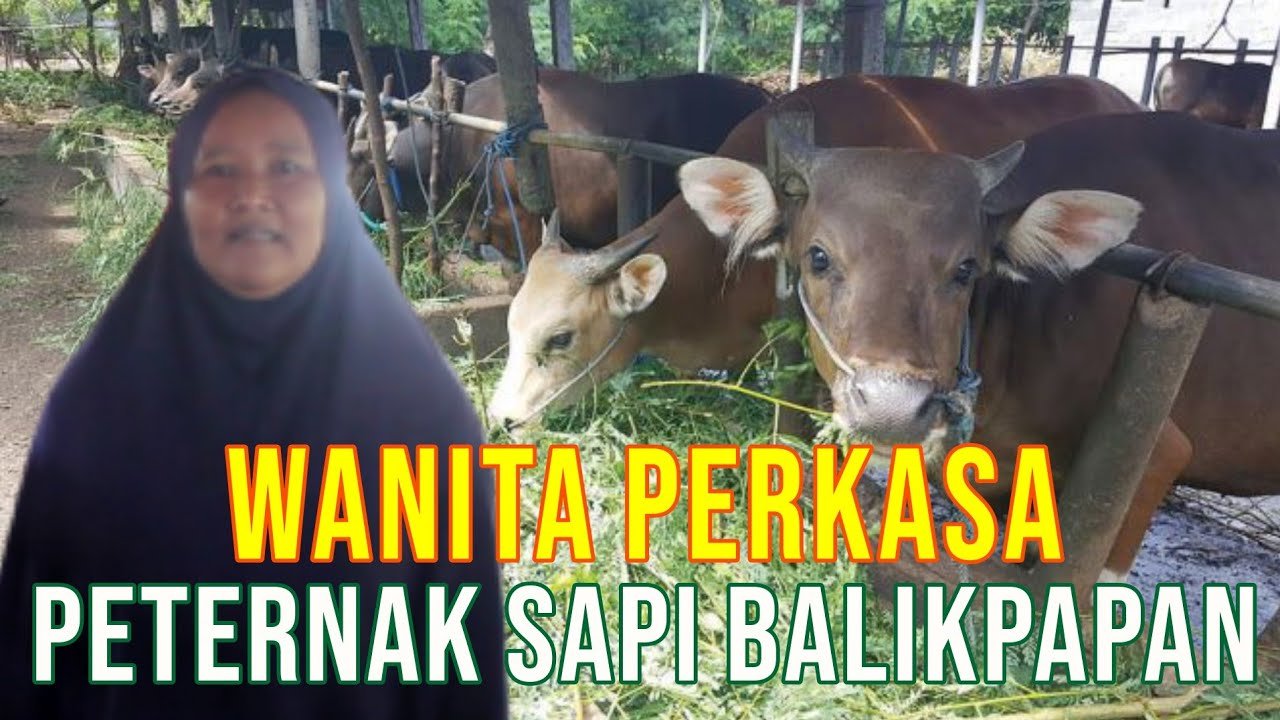 
                                 Wanita-Perkasa-Beternak-Sapi-Di-Gunung-Binjai-Balikpapan